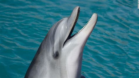 Sexually Aroused Dolphin Causes Swimming Ban On French Beach Cnn Travel
