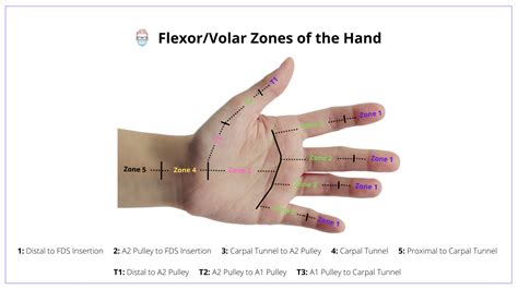 Zones Of The Hand Flexor And Extensor
