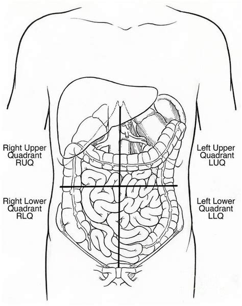 Illustration Of Abdominal Quadrants Poster By Science Source