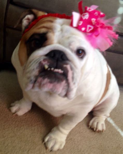 Happy Valentines Day Love Fancy English Bulldogs French Bulldog