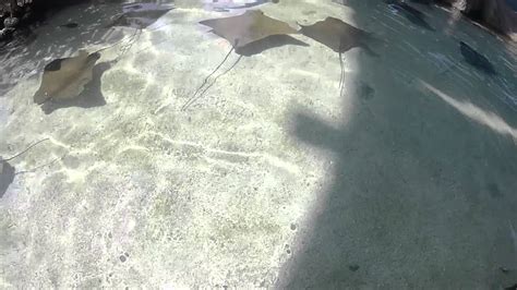 Aquarium Of The Pacific Shark Lagoon Touch Pool Youtube