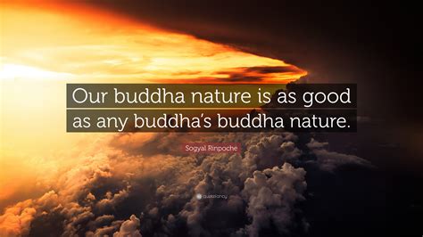 Sogyal Rinpoche Quote Our Buddha Nature Is As Good As Any Buddhas