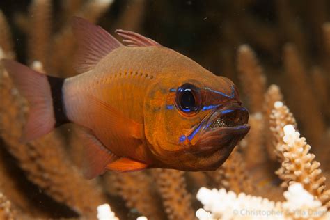 Mouthbrooding Ring Tailed Cardinalfish · · Underwater Photo
