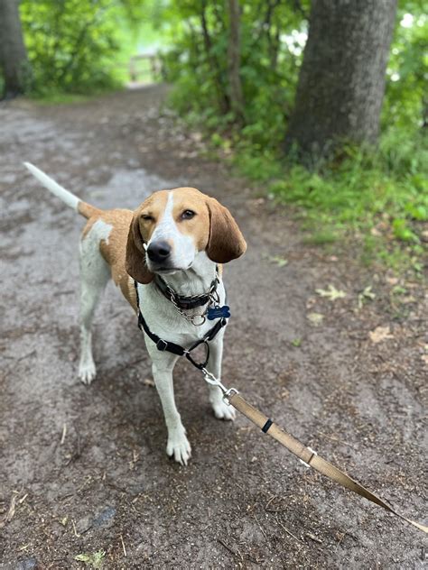 Help Identifying The Redbone Coonhound Mix That I Am Adopting R