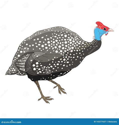 Guineafowl Cartoons Illustrations And Vector Stock Images 119 Pictures