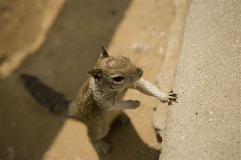 Need skunk removal in your hometown? Do Moth Balls Get Rid of Squirrels From the Attic ...