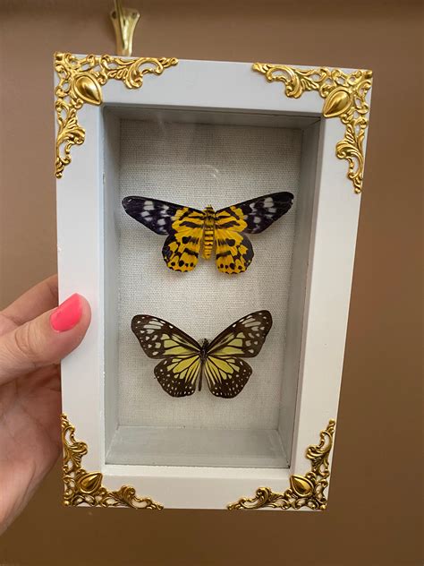 Real Framed Taxidermy Butterfly In Shadow Box Mini Butterfly Etsy