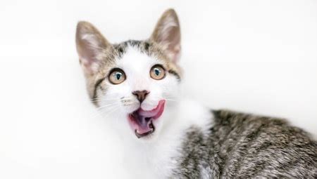 Download gratuito hd o 4k usa tutti i video gratuitamente per i tuoi progetti. Veterinary Practice: Cat Licking Lips Vomiting
