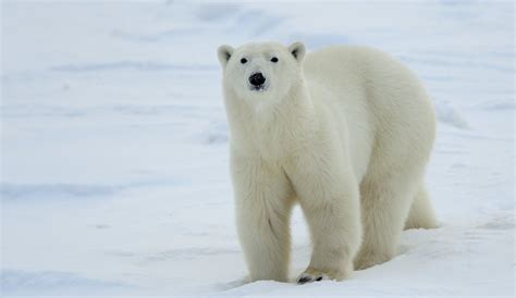 Natures View Of Tundra Buggies And Polar Bears Part Ii Nanpa North American Nature
