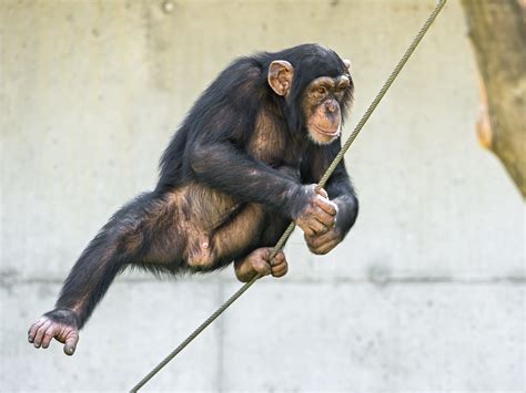 Chimpanzee On The Rope A Young Chimpanzee Of The Walter Zo Flickr