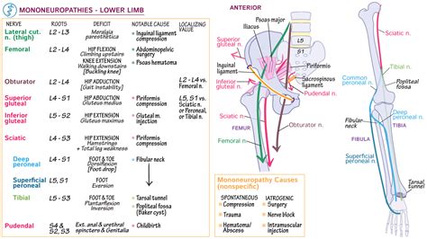 Neuroanatomy Lower Extremity Mononeuropathies Draw It To Know It