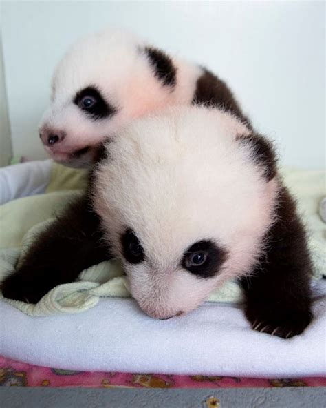 18 Best Fluffy Panda Bears Images On Pinterest Baby Pandas Panda