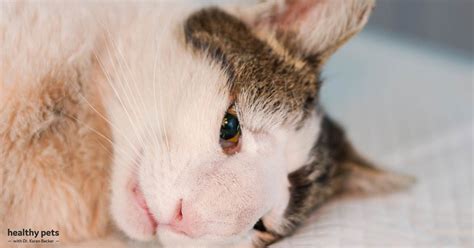 Four Common Tumors Every Cat Parent Needs To Know