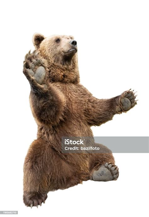 Brown Bear Stands On Its Hind Legs On A White Stock Photo Download