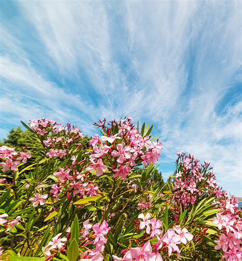 80 Oleander Rose Bay Flower Stock Photos Pictures And Royalty Free
