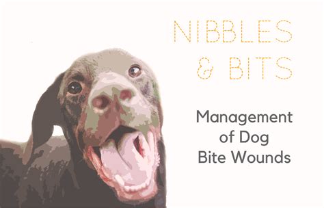 Nibbles And Bits Management Of Dog Bite Wounds — Nuem Blog