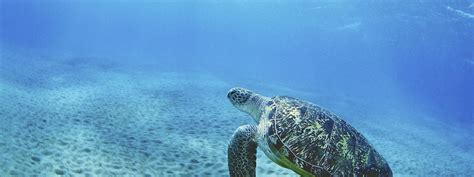 With proper care, a baby tortoise for sale can live a very long time. How long do sea turtles live? And other sea turtles facts ...