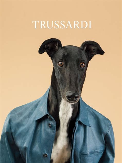 Greyhounds Are The New Supermodels Trussardis New