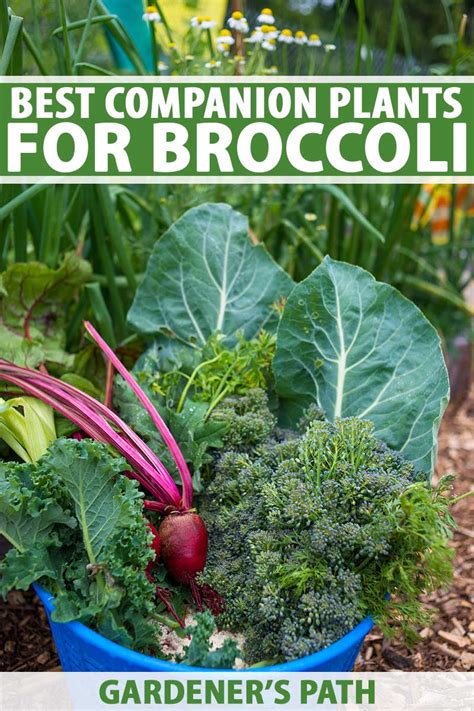 9 Of The Best Companion Plants For Broccoli Gardeners Path