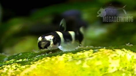 Yaoshania Pachychilus Panda Fish Youtube
