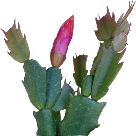 Water a christmas cactus with care. Cactus Succulents | Description, Care Guide & Facts | Best ...
