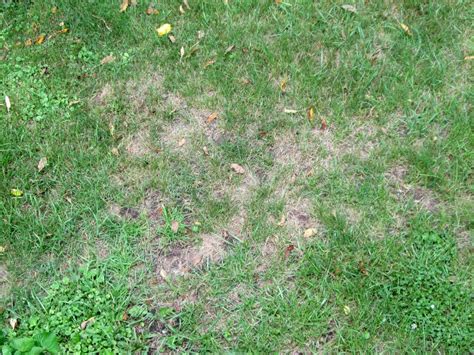 How To Identify And Get Rid Of Common Lawn Pests Diy Landscaping