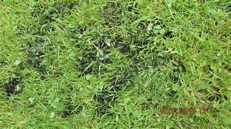 Black Spots In Lawn Cork Ireland Uk
