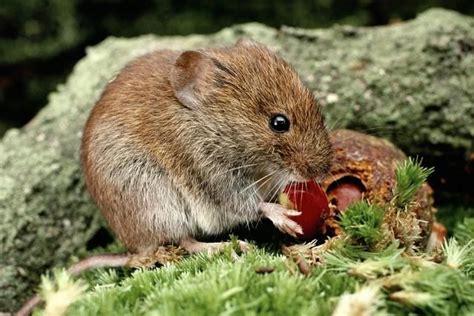 What Is A Vole And How To Get Rid Of It Garden Pests Garden Pests