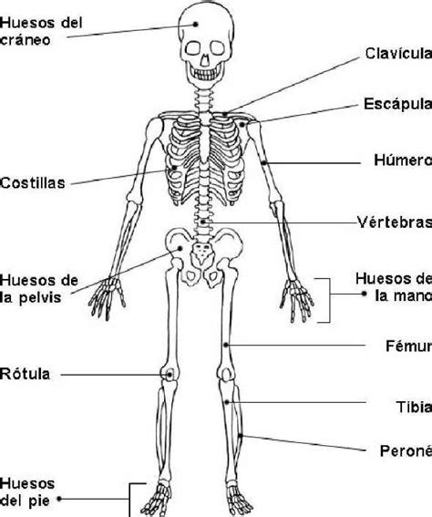 Imágenes del sistema óseo Cuerpo humano