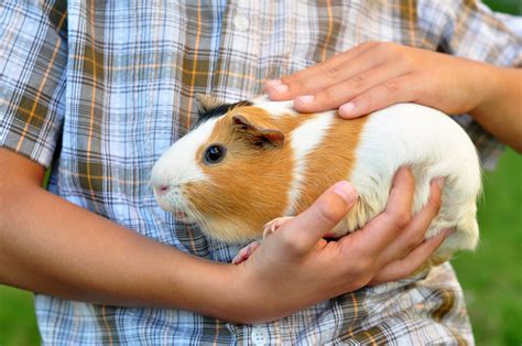Caring For Your Pet Guinea Pig Blains Farm And Fleet Blog