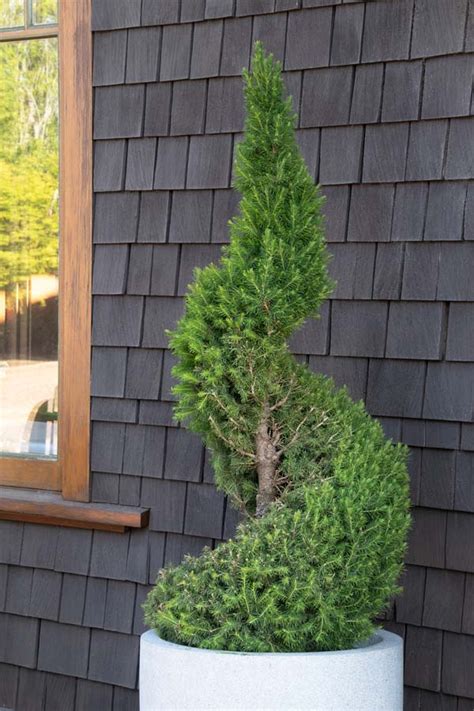 Check spelling or type a new query. Picea glauca Conica, Dwarf Alberta Spruce Spiral Topiary ...