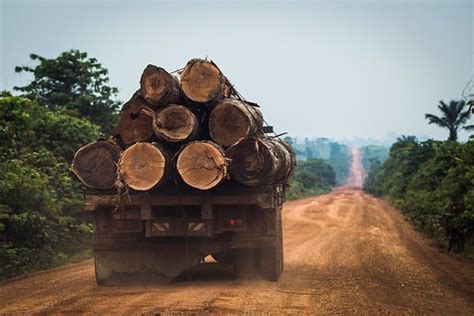 La Deforestación En Brasil Crece Un 40 Y Las Políticas De Bolsonaro