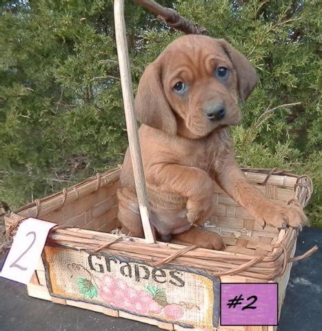 Redbone coonhound, south carolina » johns island. Mini REDBONE COONHOUND PUPPIES for Sale in Bourbon ...