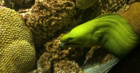 Unveiling The Mystery Moray Eels And Their Coral Reef Abodes