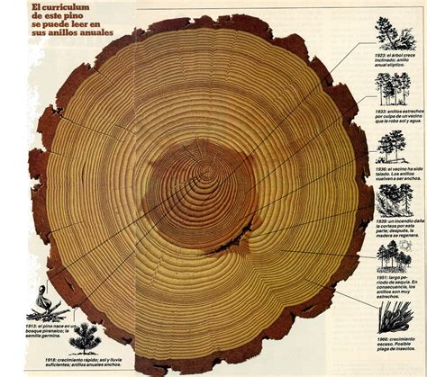 Tecnología En El Ieso 4 De Junio Partes De Un Árbol En Pie Y