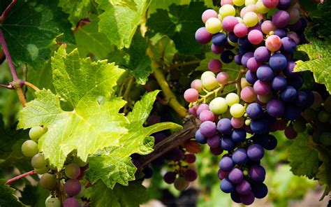 Wine Fundamentals Part 1 Viticulture