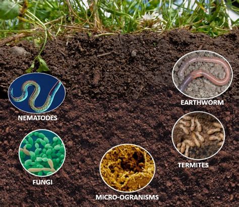 Organic Matter Om And The Soil Plant Mate Organic Fertilizer