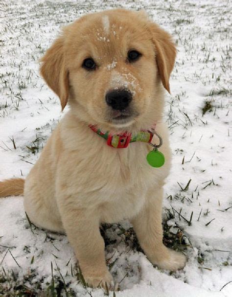 Golden Retriever Beagle Mix Puppies Zoe Fans Blog Awwz Golden