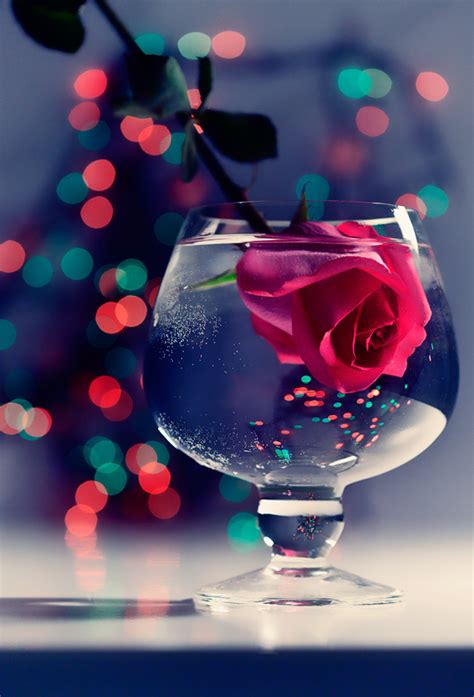 Check spelling or type a new query. Romantic Rose - Beautiful Photography - Fribly