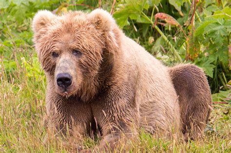 Free Picture Kodiak Brown Bears Distinct Mainland Brown Bears