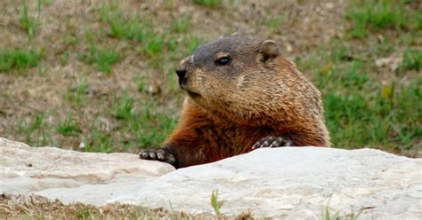 How to celebrate Groundhog Day without leaving Pittsburgh - Elevating the news in Pittsburgh