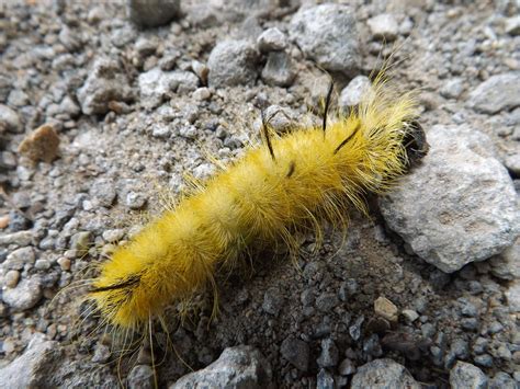 Fuzzy Yellow Caterpillar Photograph By Dennis Pintoski