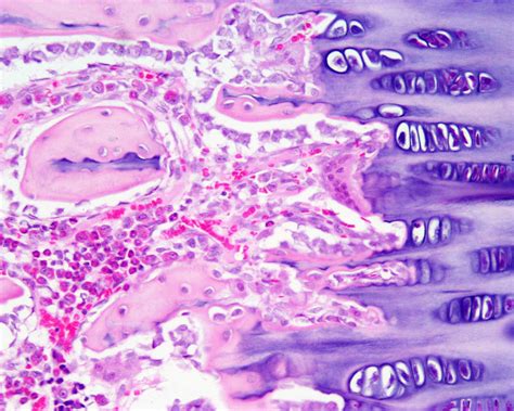 Filebone Histology 018 Embryology