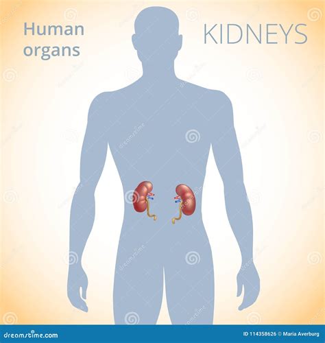 The Location Of The Kidneys In The Body The Human Excretory System