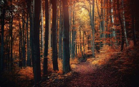Nature Forest Path Fall Landscape Leaves Trees Shrubs Sunlight