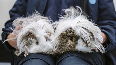 Terrified Guinea Pigs Find Happy Home Blue Cross