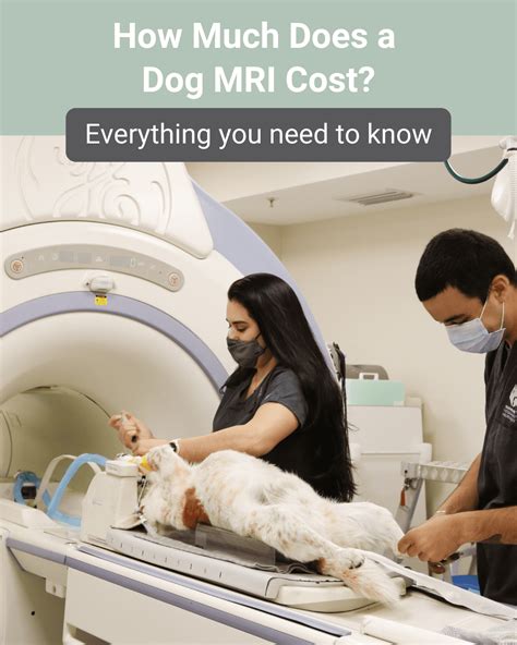 How Much Does An Xray On A Dog Cost