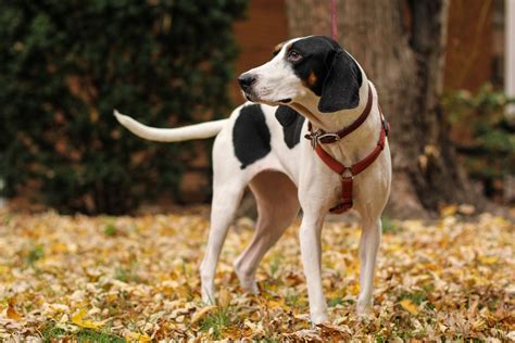 Coonhound Beagle Mix Is This The Best Beagle Mix