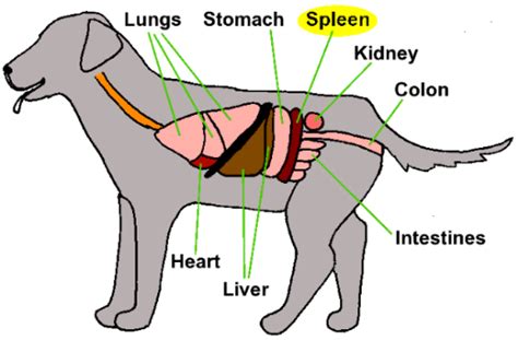 It is also associated with fluid retention or the growth of tumors. Splenectomy - Mar Vista Animal Medical Center