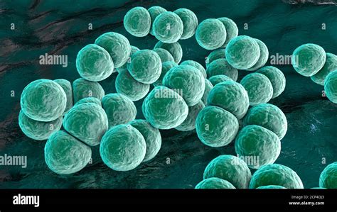 Bacteria Streptococcus Pneumoniae Neumococos Ilustración De